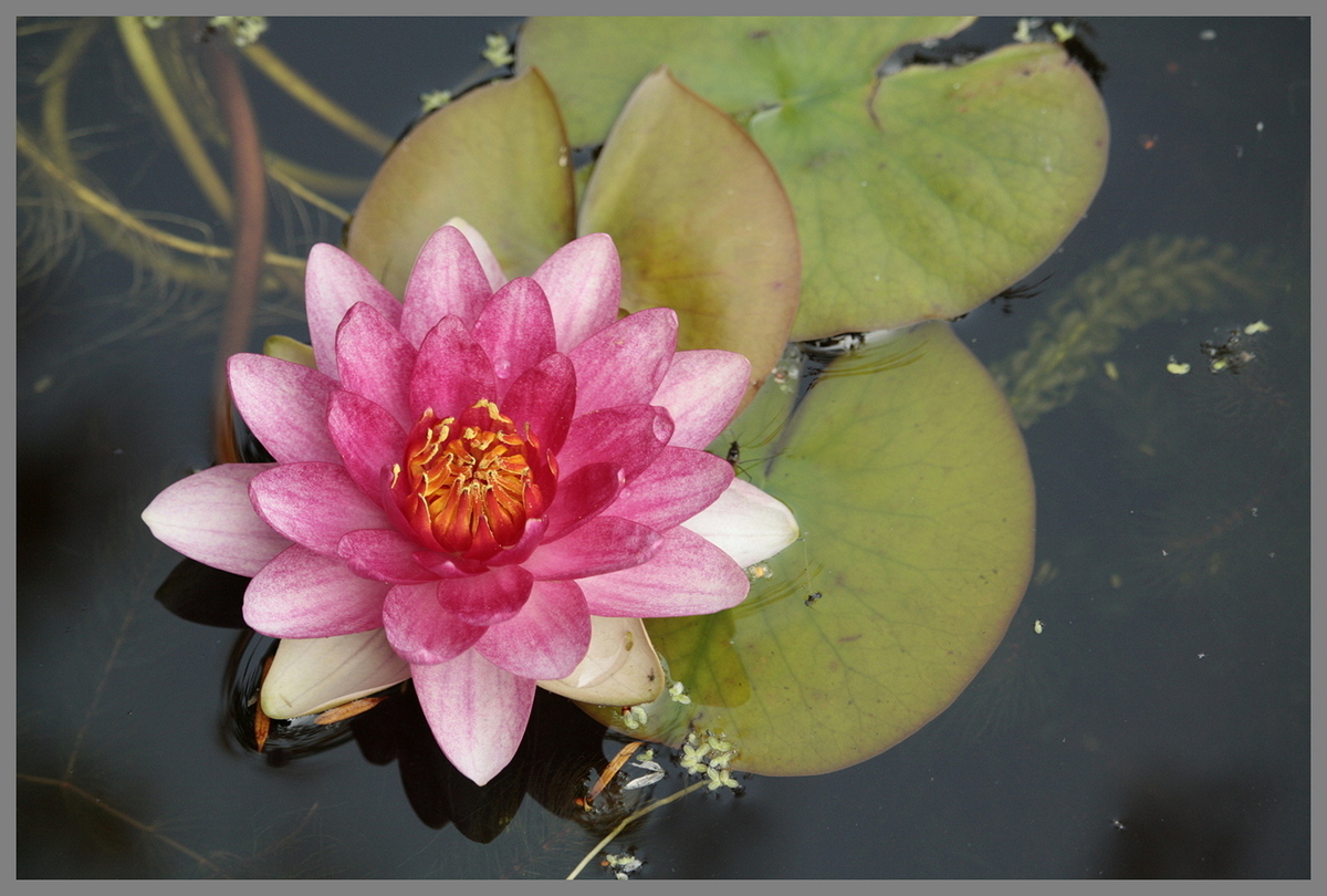 Morning Glory - Peter Cannons